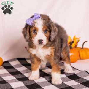 Gracie, Mini Bernedoodle Puppy